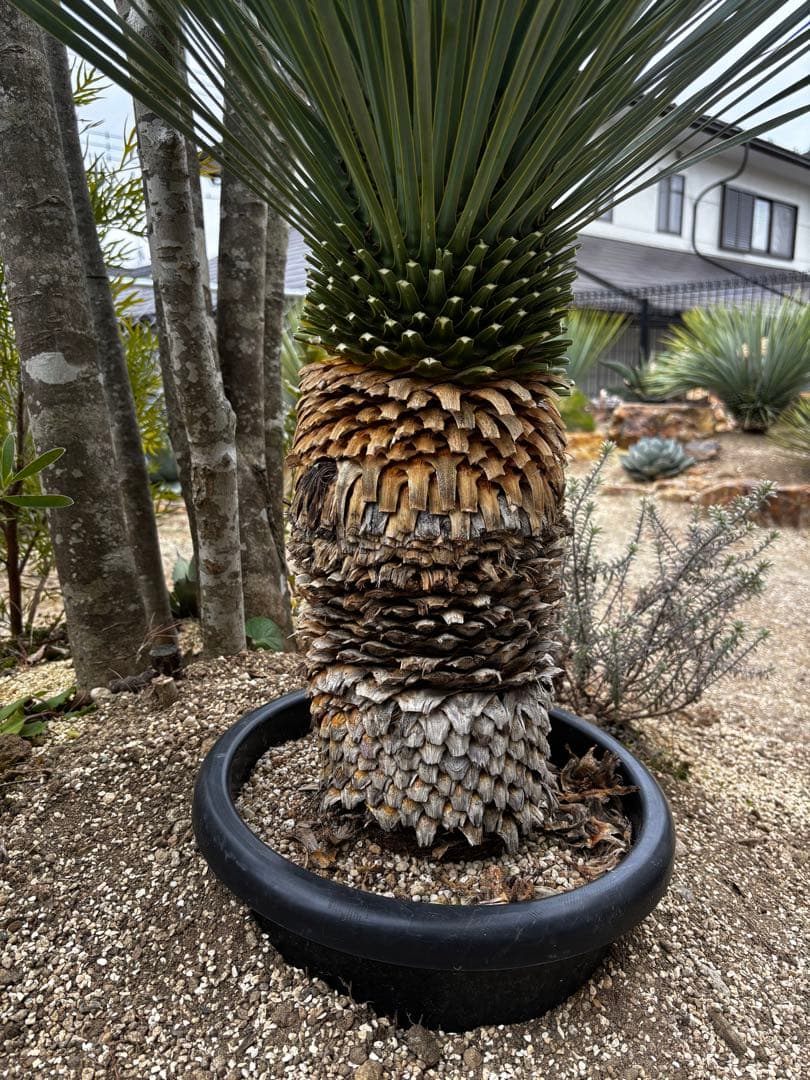 いぬ様専用 太株 ユッカロストラータ ブルーサンダー タグ付き - メルカリ