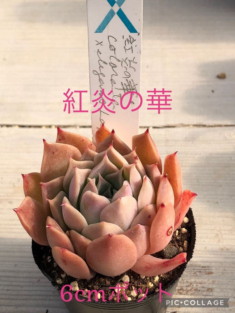 多肉植物 紅炎の華♡抜き苗(サボテン相談室) - メルカリ