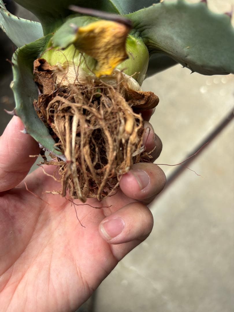 アガベ パリーハイブリッド 陽炎タイプ 検 リップルエフェクトオリザバ