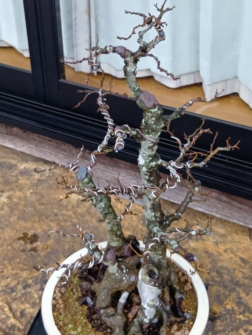 ブナ盆栽枯木 ‼️新年半額セール‼️ 37000円 - メルカリ