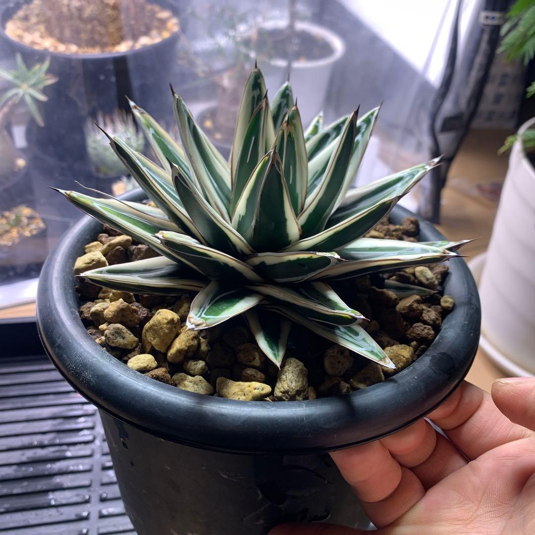 アガベ氷山OC株 - メルカリ