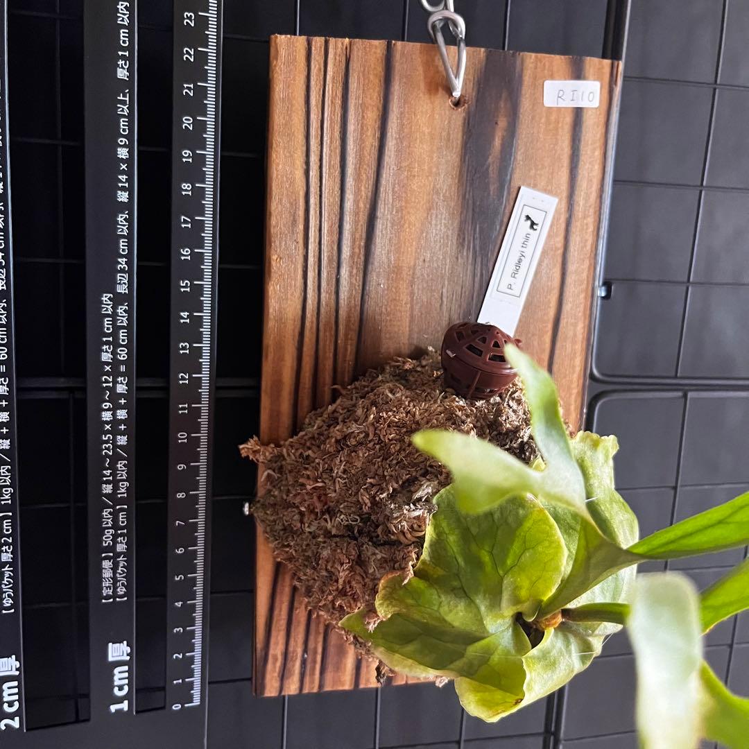 RI10)ビカクシダ・リドレイシンフォーム 細葉 板付け - メルカリ