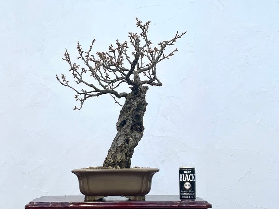 三河盆栽 野梅 ヤバイ 梅 盆栽 花物 白花 極古 荒皮 サバ幹