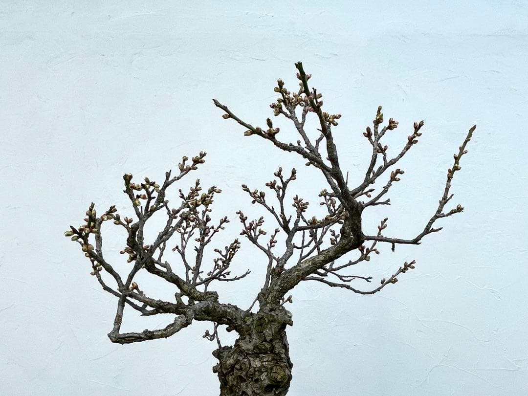 三河盆栽 野梅 ヤバイ 梅 盆栽 花物 白花 極古 荒皮 サバ幹