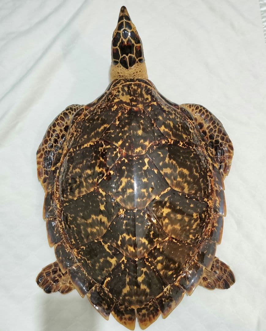 タイマイ ウミガメ剥製 国際希少野生動植物種登録票有 - メルカリ