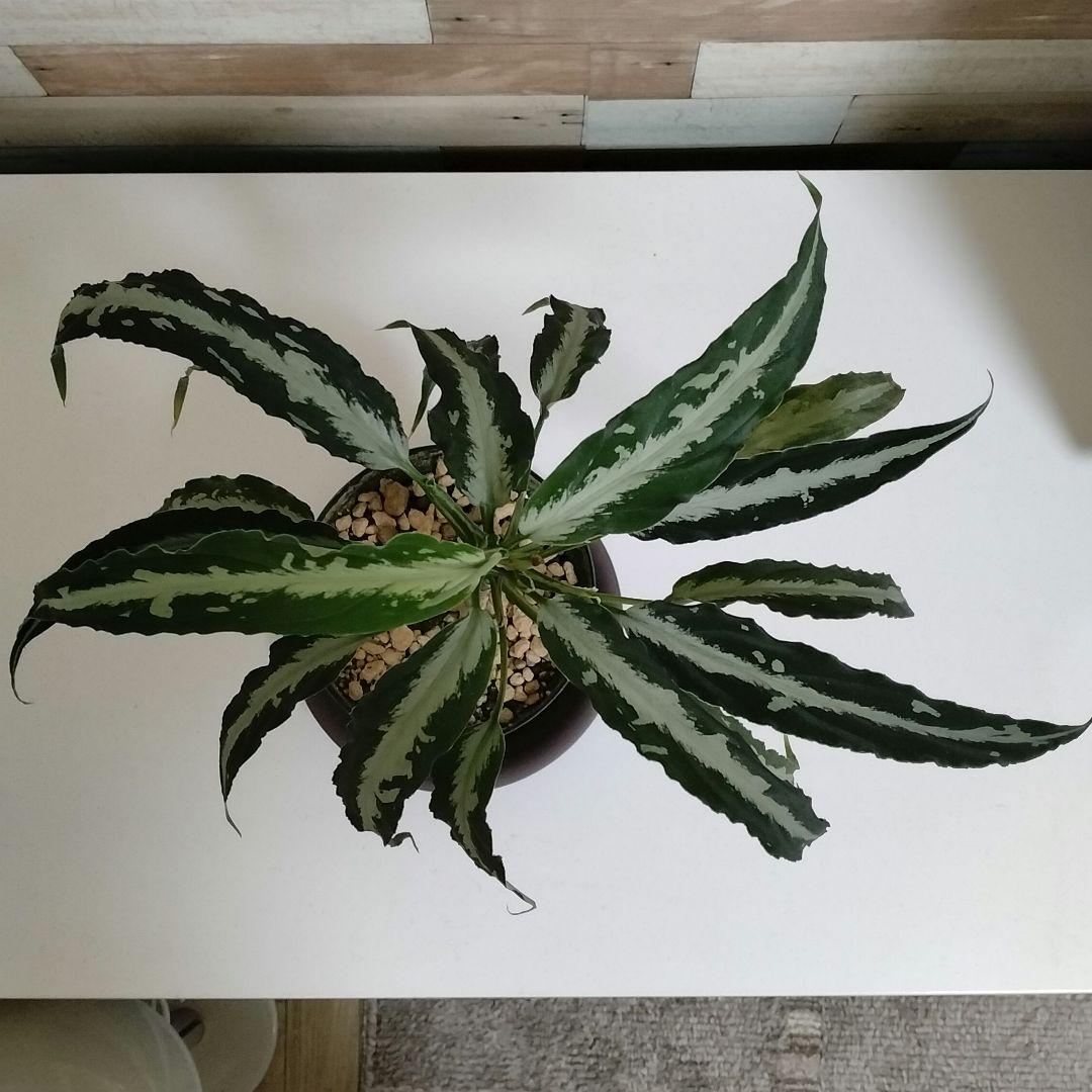 大株】アグラオネマ ピクタム A 雷切 LA0914-3ss LA便 - メルカリ