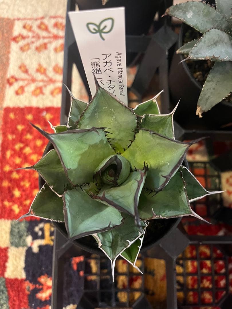 ワン太郎様専用アガベ 9個セット販売 シーザー パンダ ライオンズ