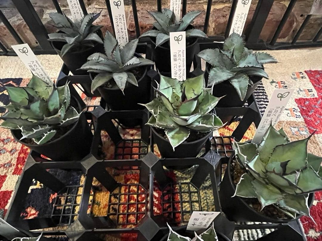 ワン太郎様専用アガベ 9個セット販売 シーザー パンダ ライオンズ