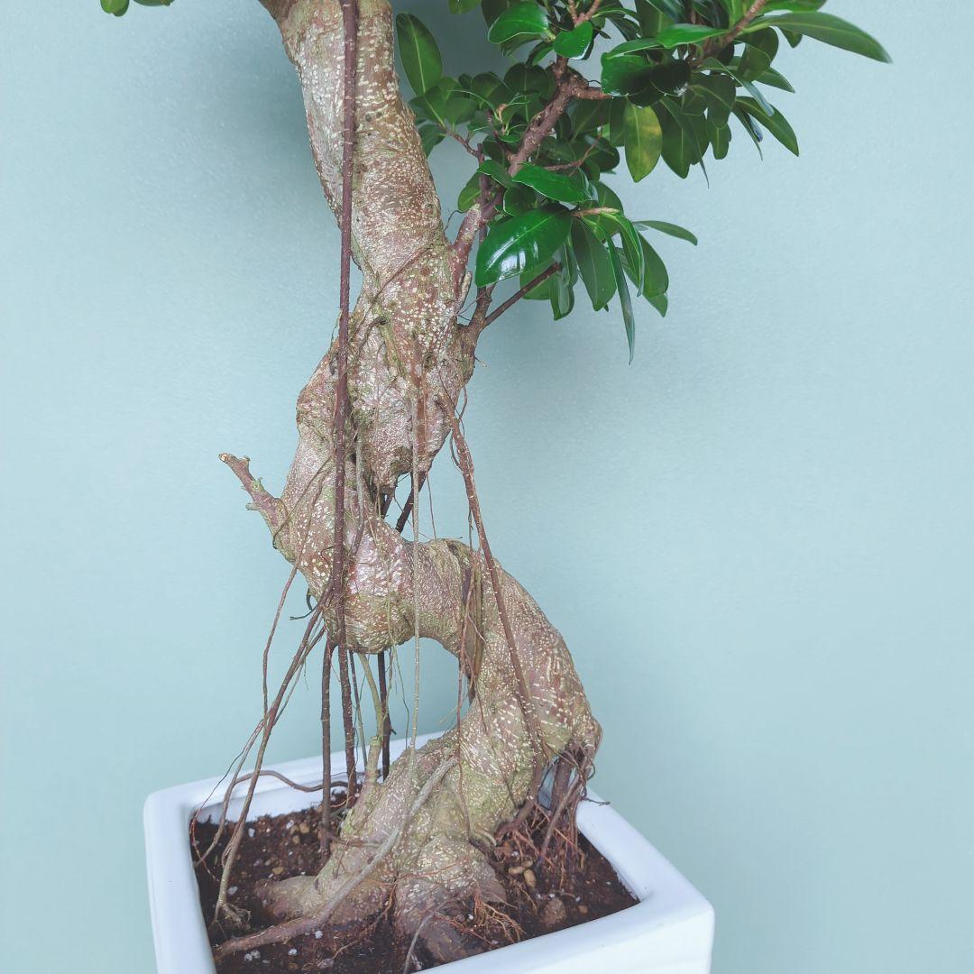 ちかおちゃん専用 ガジュマル•昇り龍 太幹 陶器 鉢