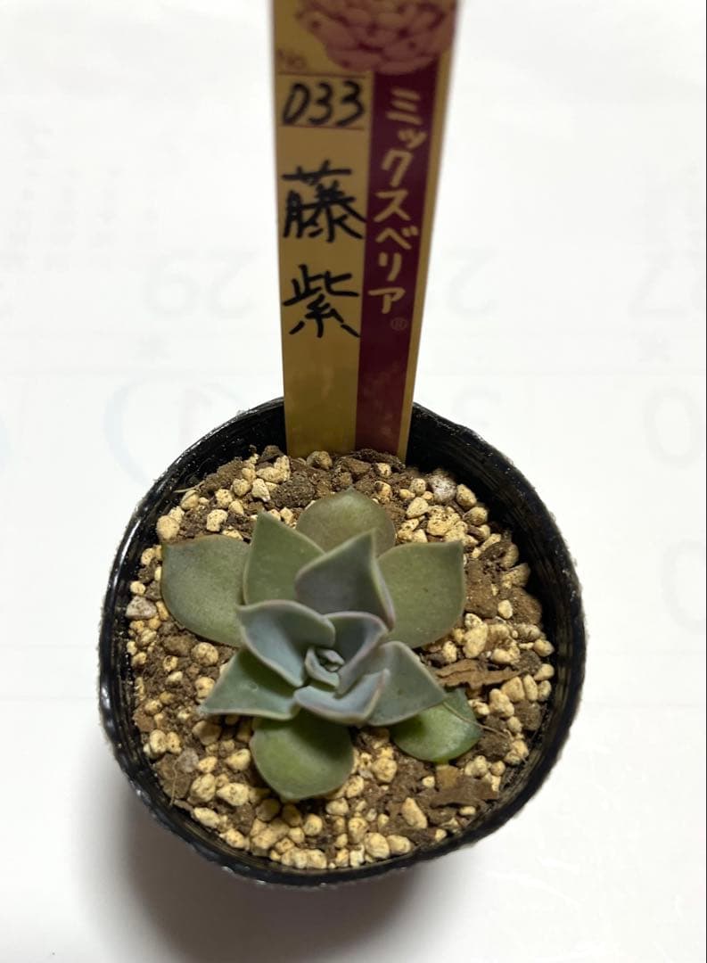 おらいさん苗 ミックスベリア 藤紫 - メルカリ