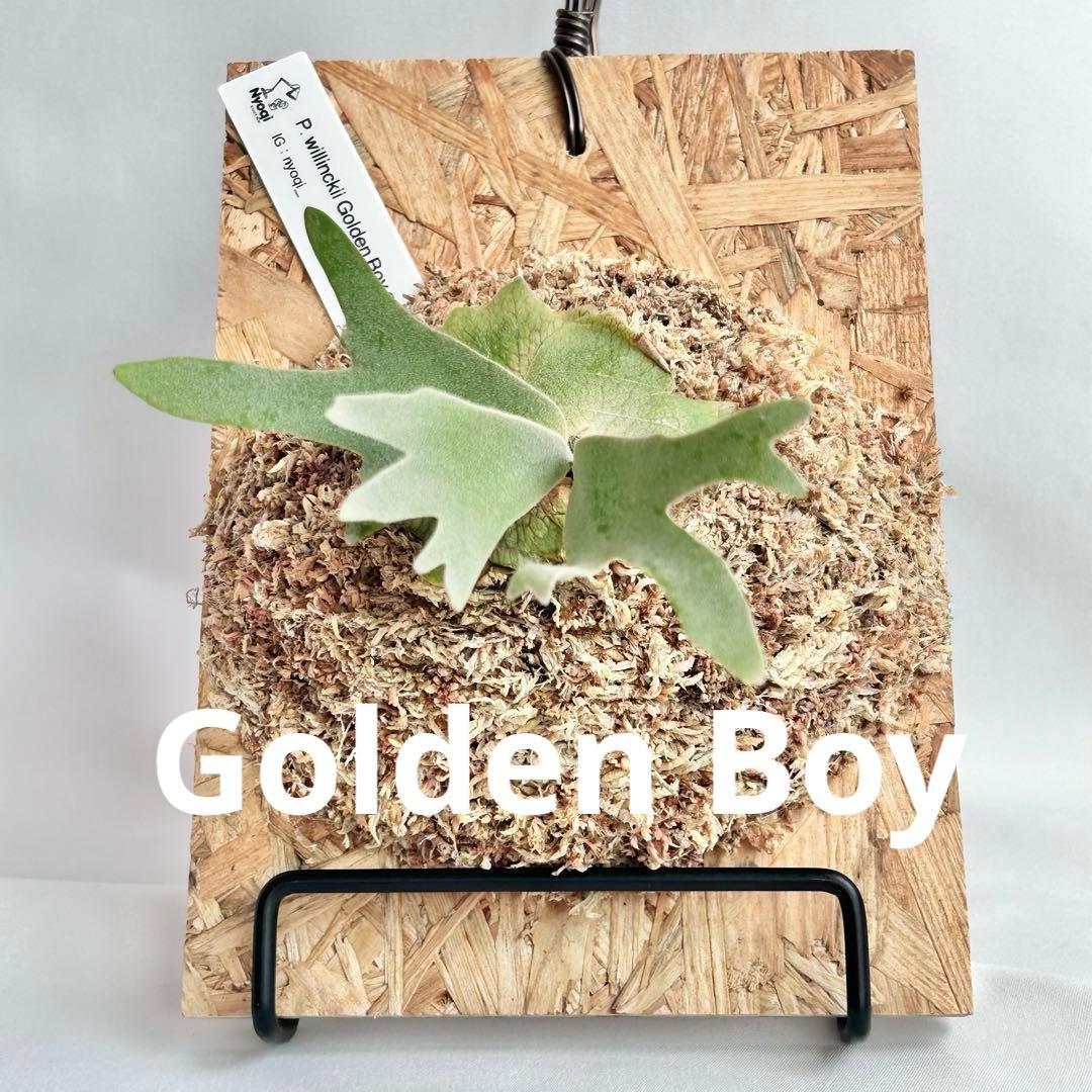 P. wilinckii Golden Boy spore【1】 - メルカリ