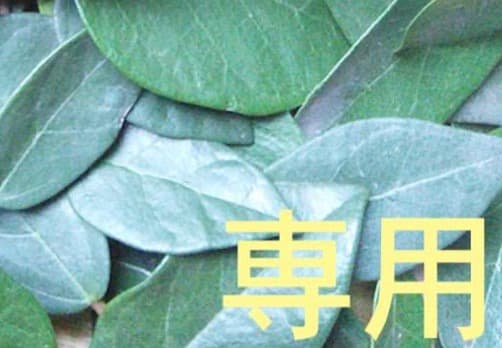 28日 迄【リピート shinano】 ドテラ 3点 CP ジャパンヒーリングハンズTシャツ S - doTERRA TIMES