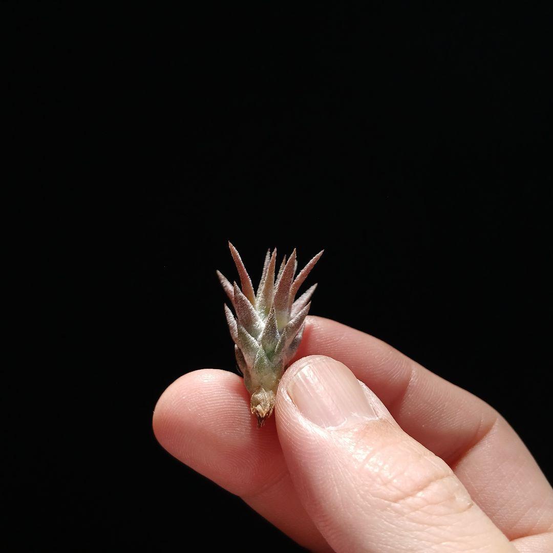 う*ー様 Tillandsia van-hyningii Minor ➁ Tillandsia vanhyningii 'minor', in day and night, dry and wet