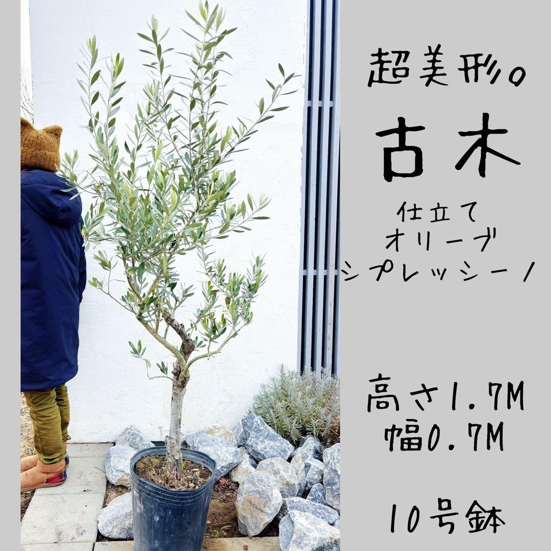 超美形。古木 仕立てオリーブ シプレッシーノ1.7M(鉢底から)