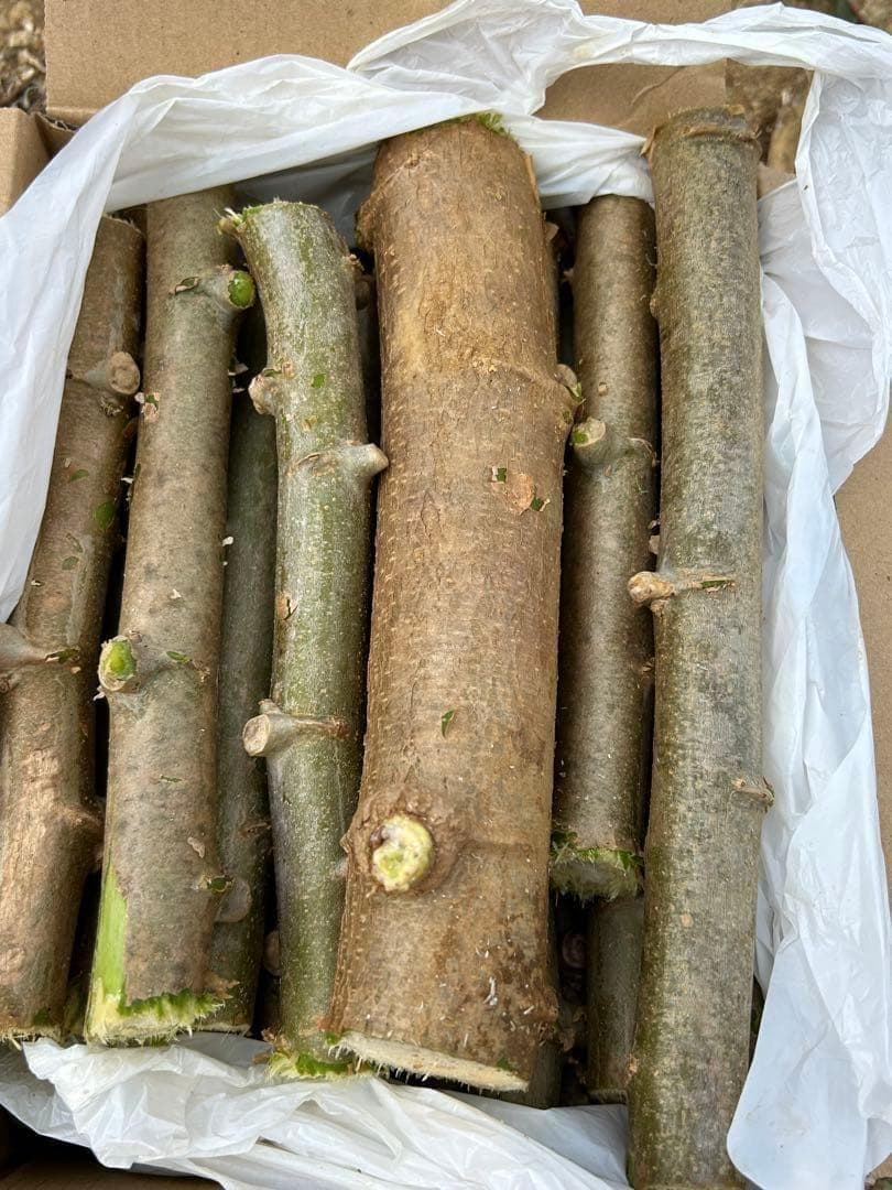 官能的な旨味と甘味。超高級☆キャッサバ・ゴールドSS☆挿し木枝。60