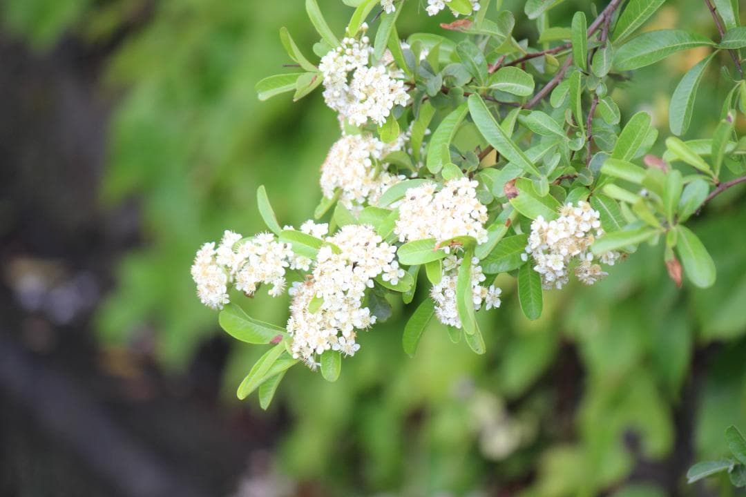 現状撮影OK❣️ Canon EF-S 55-250mm f/4-5.6 IS