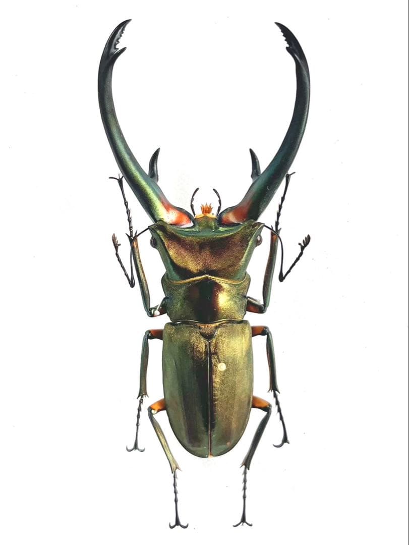 エラフスホソアカクワガタ　標本　89mm エラフスホソアカクワガタ標本99㍉修理あり - メルカリ