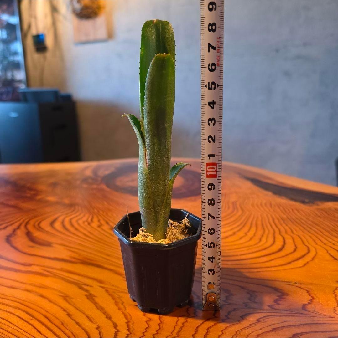 ビルベルギア ディッピンドッツ】孫株出そうな突起付き♪発根済