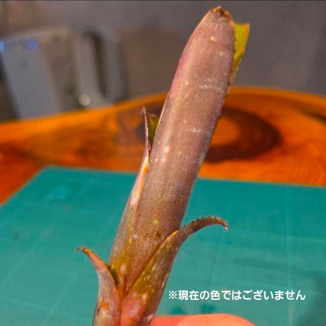 ビルベルギア ディッピンドッツ】孫株出そうな突起付き♪発根済