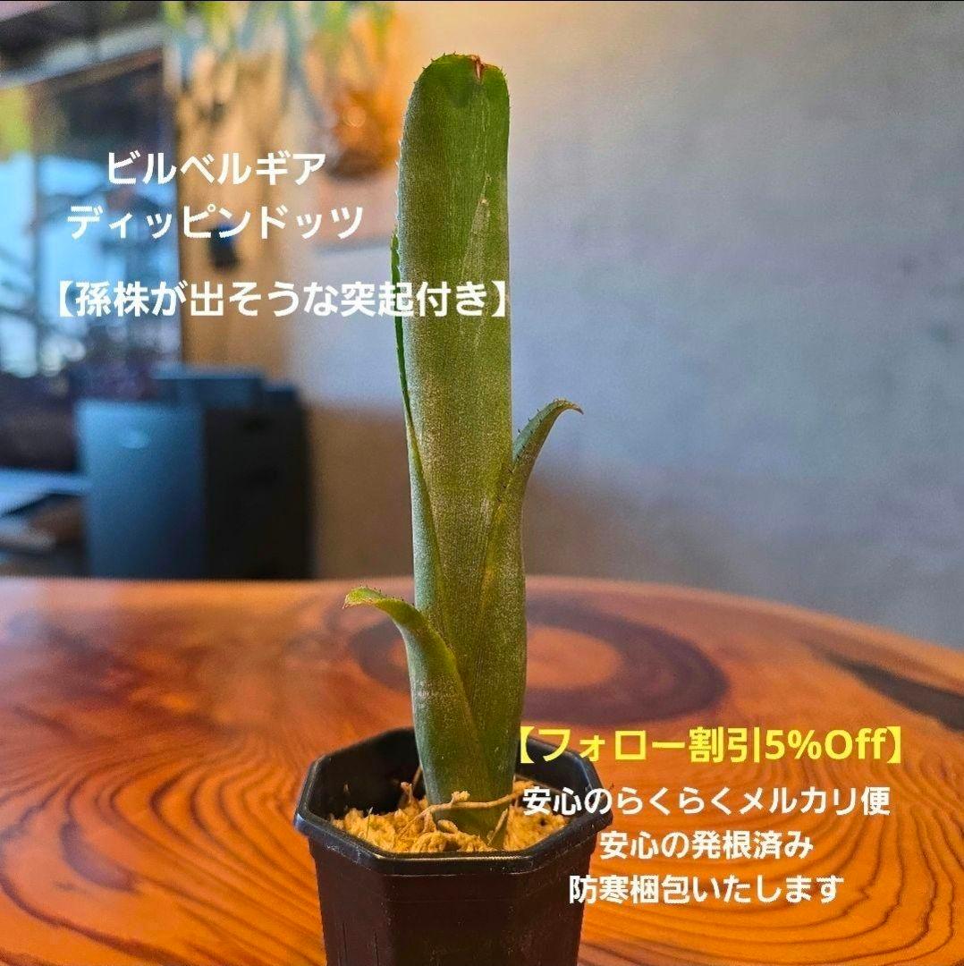 ビルベルギア ディッピンドッツ】孫株出そうな突起付き♪発根済