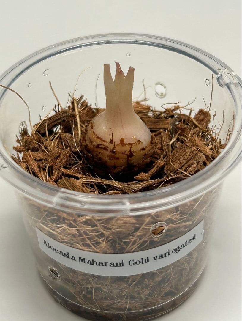 芋】 アロカシア マハラニ ゴールド 斑入り 大きめ - メルカリ