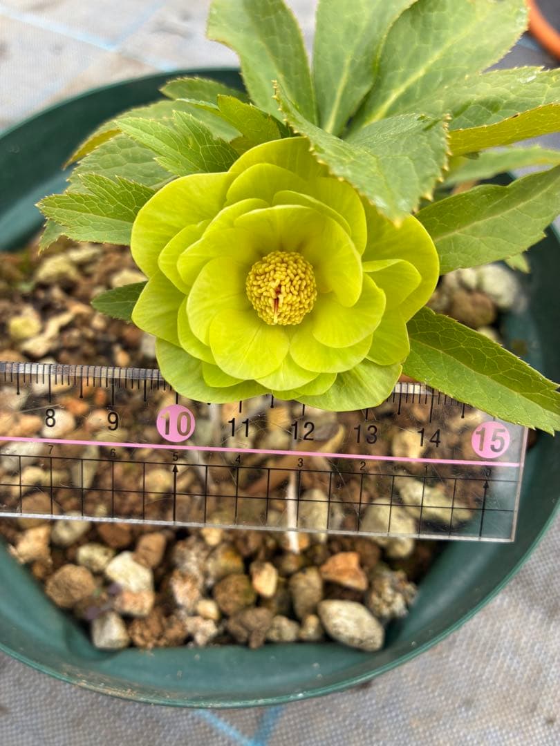 クリスマスローズ グリーン オーレア 6寸 - メルカリ