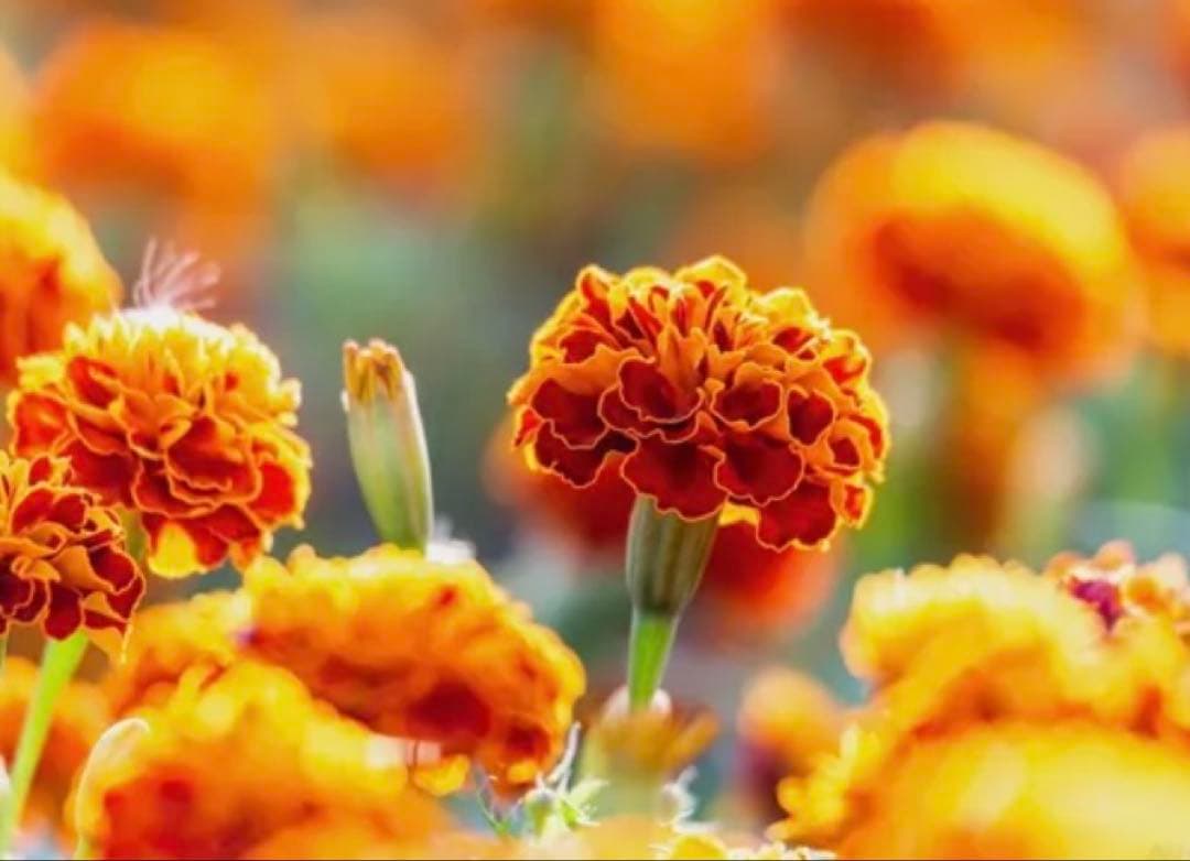 あーか様 Owner Center