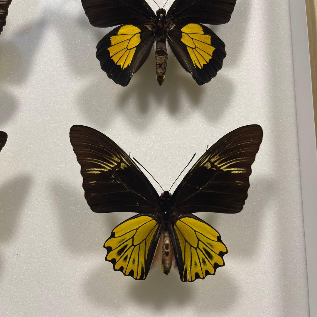 キシタアゲハ 9頭