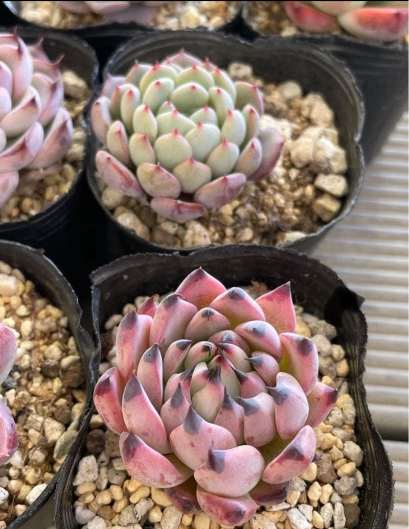 桜子　サンセットグレイ　雪つぼみ　紫紺の矢　恋煩い　ももりん　他　多肉植物