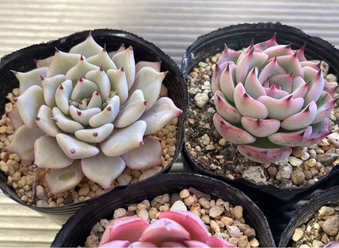 桜子　サンセットグレイ　雪つぼみ　紫紺の矢　恋煩い　ももりん　他　多肉植物