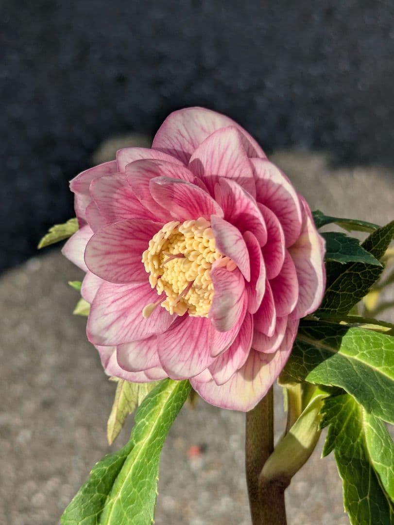 広瀬園芸】クリスマスローズ ソレイユ系ピンクグラデーション多弁花