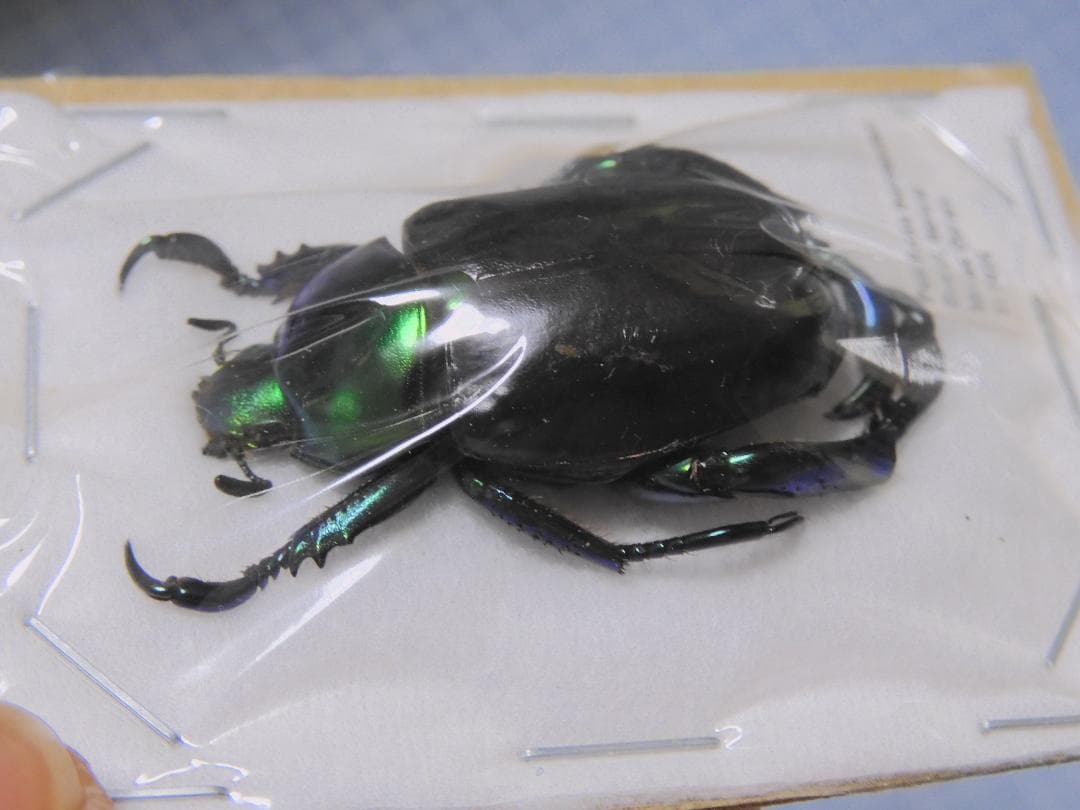 ブラジル産 コウテイアシナガコガネ 30mm - メルカリ