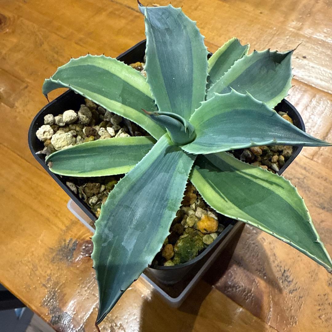 アガベ オバティフォリア オルカ 発根済 a4