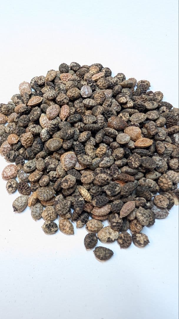 1月新着種子 アデニア ペチュエリー Adenia pechuelii 10粒 - 塊根植物