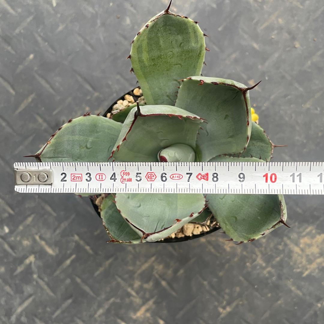 アガベ トランカータ錦 トリカラー ① 斑入り 墨斑 淡斑 - メルカリ