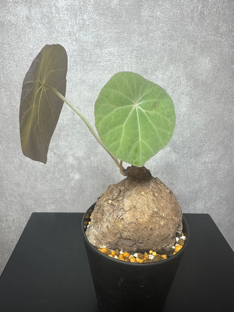 ユッカ ロストラータ 20株セット プレステラ105深鉢