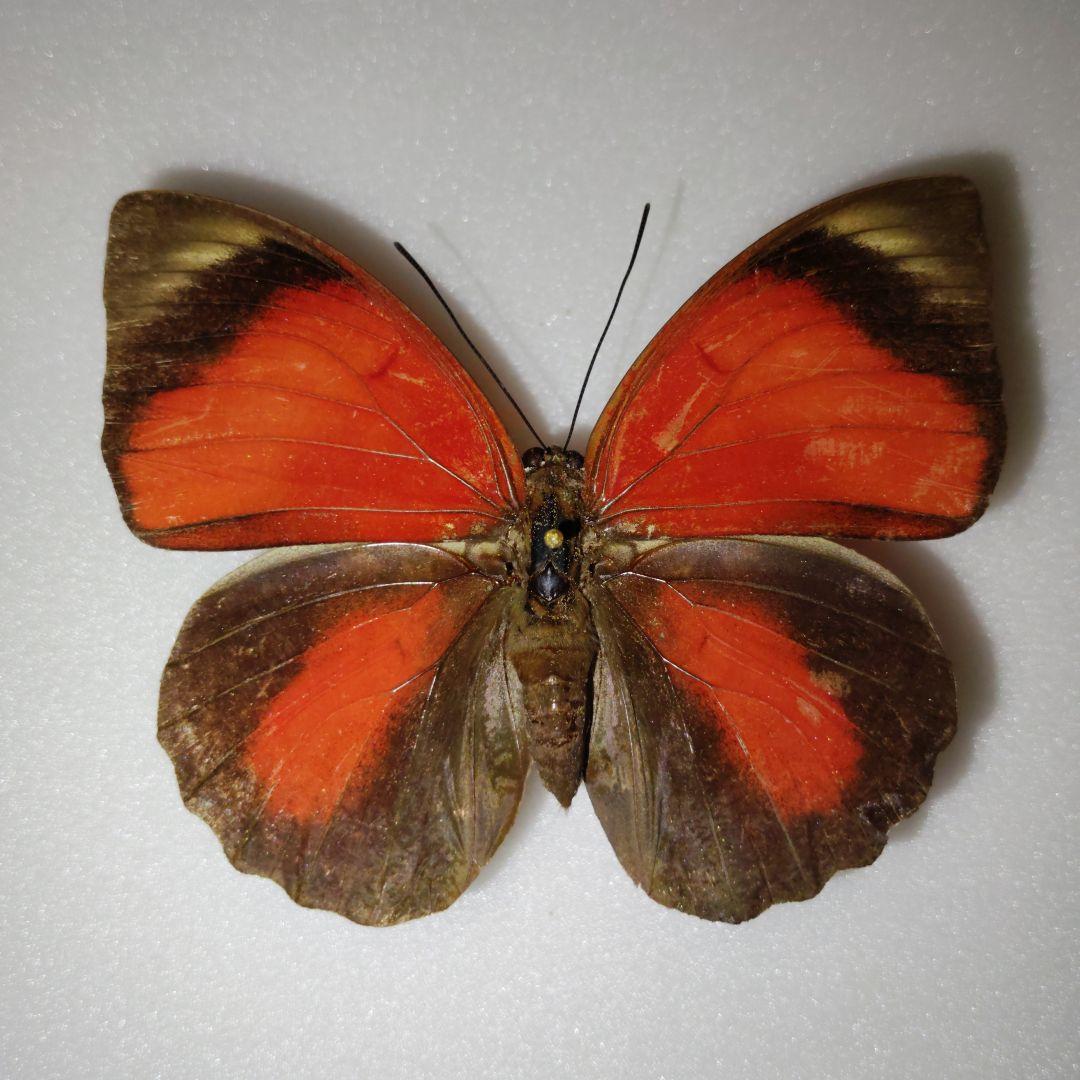 ミイロタテハ アグリアス 蝶標本 クラウディナミイロタテハ メス