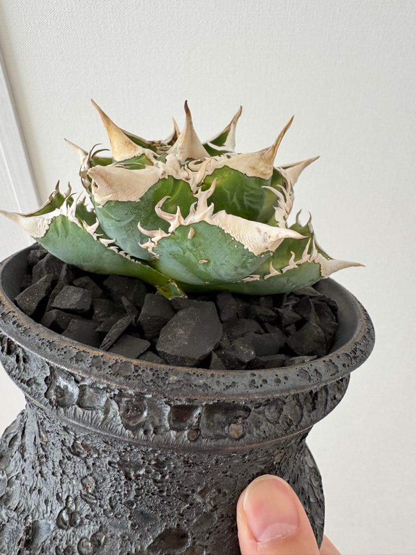 アガベ チタノタ 大白鯊 親株 コレクション株 ホホジロザメ lize産