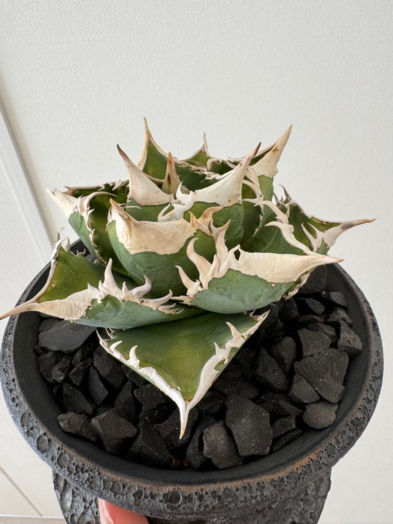 アガベ チタノタ 大白鯊 親株 コレクション株 ホホジロザメ lize産