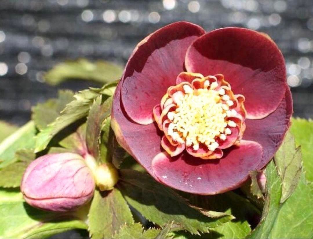 ヘ*6様 3565☘️蕾花付き☘️極上☘️⭐️小輪⭐️ ハートSD⭐️オーレア⭐