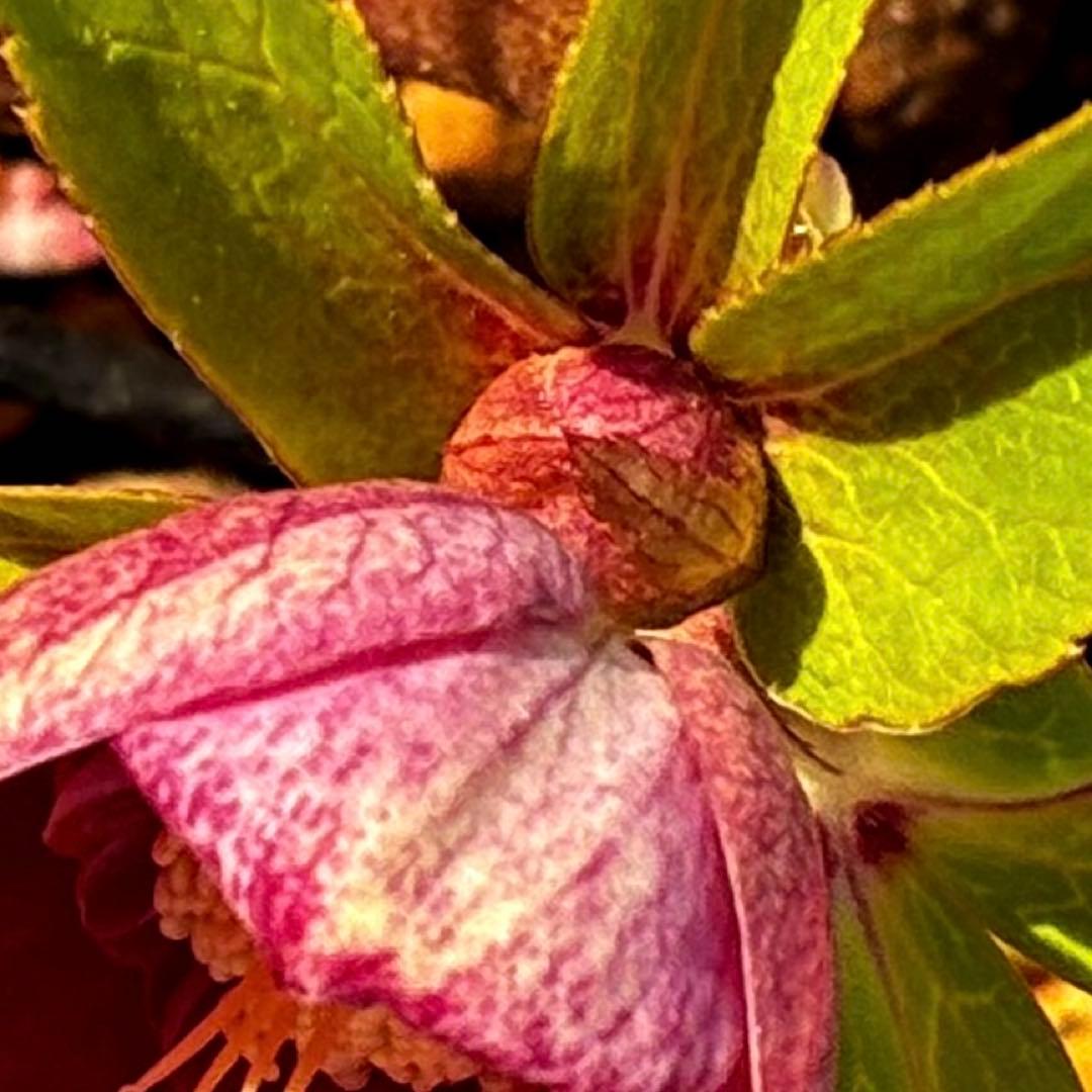 ヘ*6様 3565☘️蕾花付き☘️極上☘️⭐️小輪⭐️ ハートSD⭐️オーレア⭐