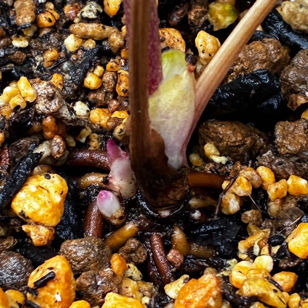 ヘ*6様 3565☘️蕾花付き☘️極上☘️⭐️小輪⭐️ ハートSD⭐️オーレア⭐