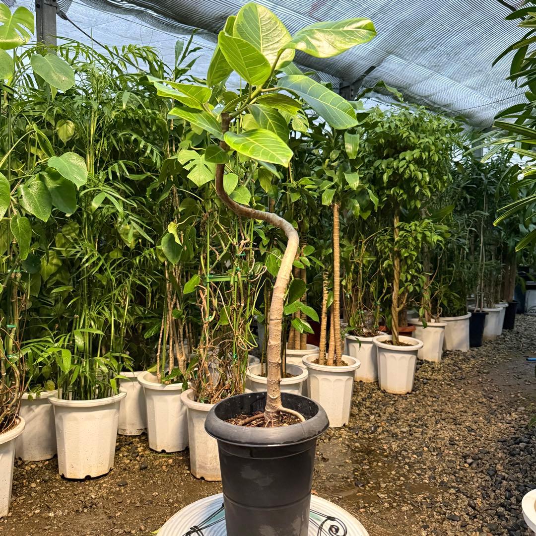 特級品】フィカス アルテシマ 曲がり 特大極上苗 6号鉢サイズ 幹太