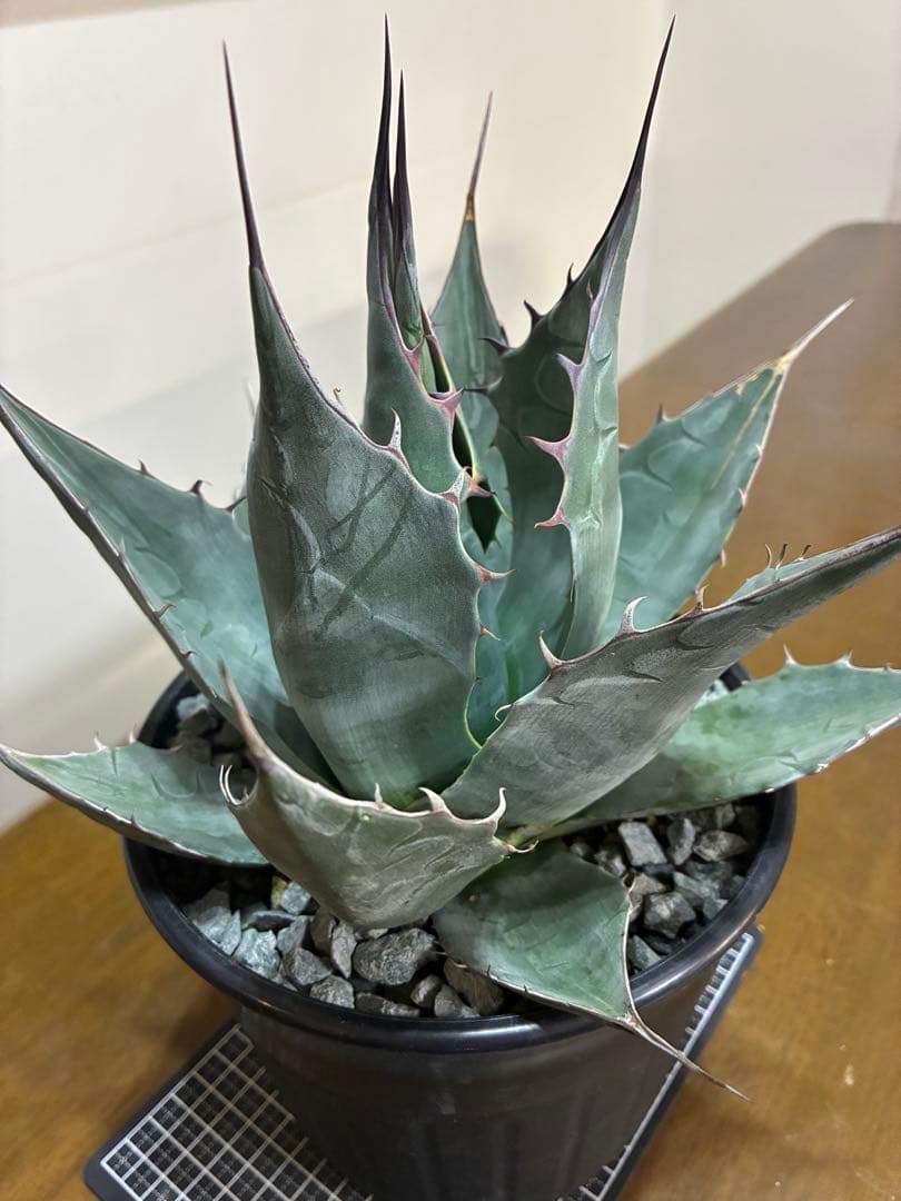 一*様 多肉植物 ハオルチア 太陽の恋人 エメラルドLED変異黄琥珀斑 糊斑