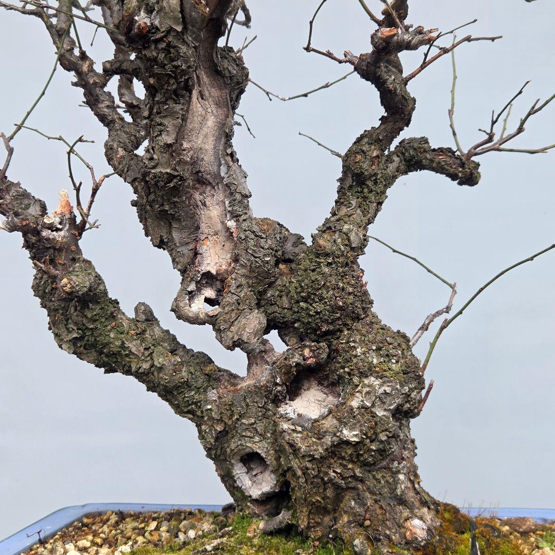 野梅(白一重) 梅[斜幹双幹木] 大品盆栽 タケシ様専用になります - メルカリ