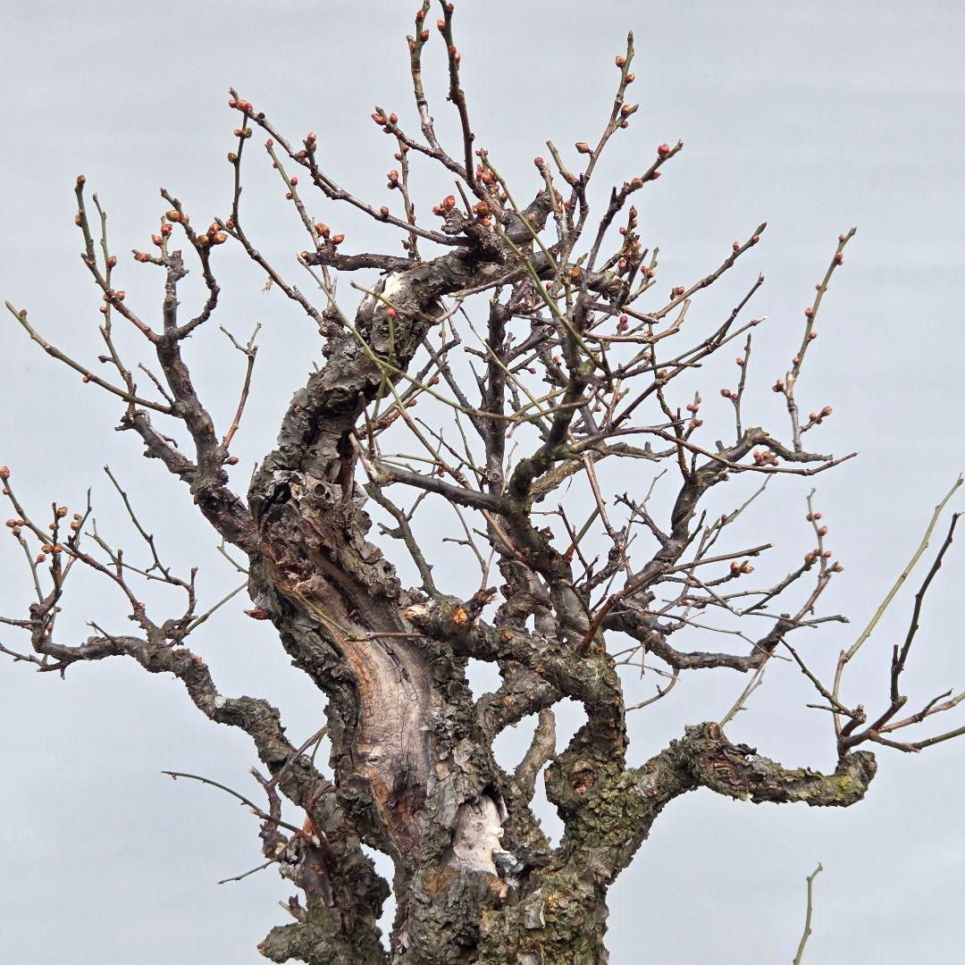 野梅(白一重) 梅[斜幹双幹木] 大品盆栽 タケシ様専用になります - メルカリ