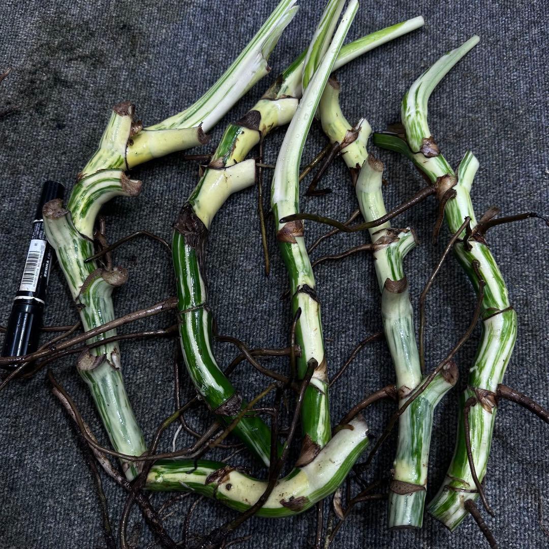 斑入りモンステラホワイトタイガー茎4株おまとめ - メルカリ