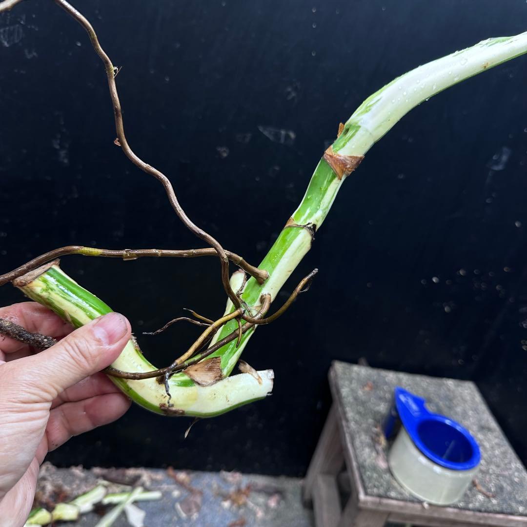 斑入りモンステラホワイトタイガー茎4株おまとめ - メルカリ