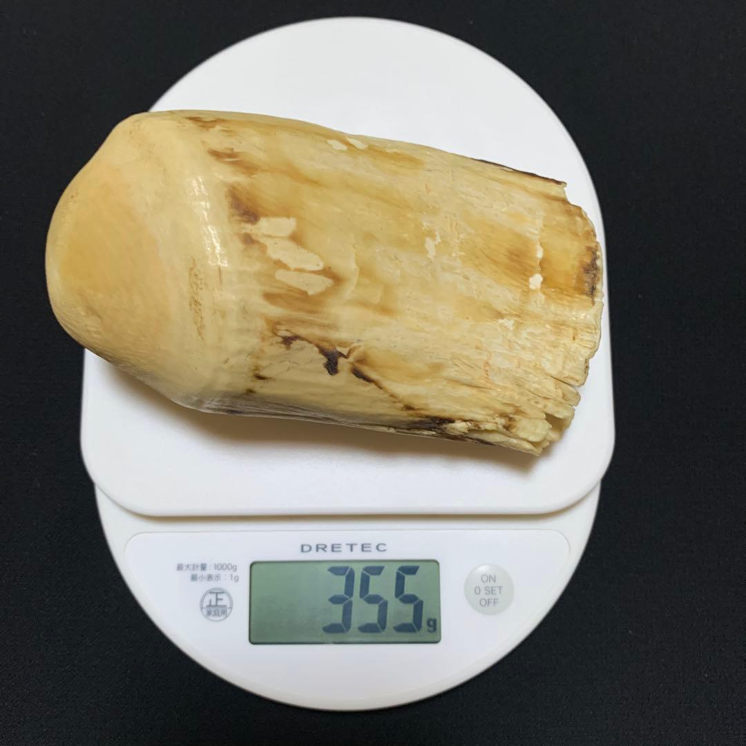 鯨歯 クジラ歯 ジンベイザメ ネックレス – 海想