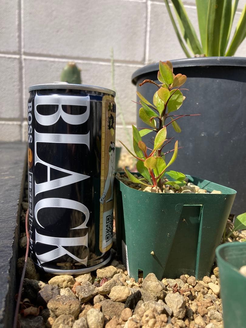 フォークイエリア ファシクラータ 挿し木 発根済み ② - メルカリ